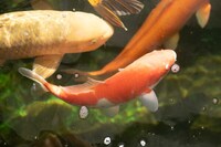 Various Quality Koi for Sale