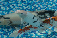 Various Quality Koi for Sale