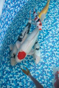 Various Quality Koi for Sale