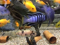 FREE   M Elongatus Mphanga