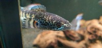 Golden cobra snakehead 4" £30 channa aurantimaculata