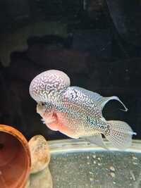 King kamfa flowerhorn