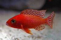 Wet Pets Solihull have yet again another fantastic offer of 20 Malawi Haps and Aulonacaras for sale.