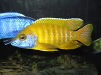 Wet Pets Solihull have yet again another fantastic offer of 20 Malawi Haps and Aulonacaras for sale.