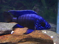 Wet Pets Solihull have yet again another fantastic offer of 20 Malawi Haps and Aulonacaras for sale.