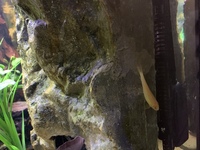 Looking to rehome my Tropical fish including a stunning L190 Royal Pleco