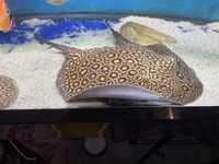 Royal mini marble Stingray - 8/9inch - female