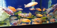 Malawi cichlids peacocks