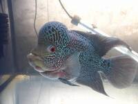 flowerhorn £100