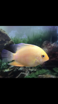 Gold Severum, 2 oscars, 4 clown loaches, Ruby shark