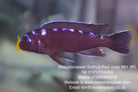 Wet Pets Solihull Have stunning Malawi Juvies for sale some rarer ones and a good size a must see li