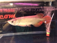 Asian Arowana Planet Arowana. UPDATED