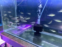 African cichlids Essex area