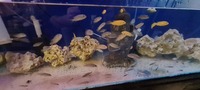 cichlids for sale