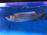 Malaysian Golden Polkadot Crossbelly Blue Base Arowana