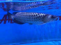 Malaysian Golden Polkadot Crossbelly Blue Base Arowana