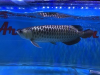 Malaysian Golden Polkadot Crossbelly Blue Base Arowana