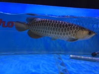 Malaysian Golden Polkadot Crossbelly Blue Base Arowana