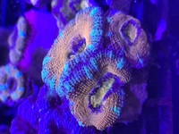 Coral frags