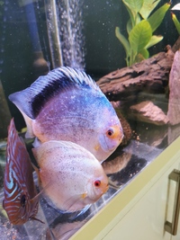 Changing my scape so selling all my 4 discus