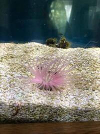 Marine fish tank with 1 fish and anemone