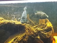 Breeding pair of cuban cichlids