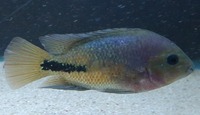 Synsplium Cichlid 4 - 5 inches £30