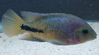 Synsplium Cichlid 4 - 5 inches £30