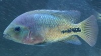 Synsplium Cichlid 4 - 5 inches £30