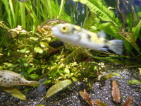 :Amazon Puffer x 1  :Bristlenose Pleco x 4