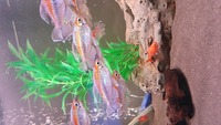 Group of xl congo tetra