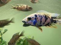 Malawi Ahli ob cichlid 3 inch