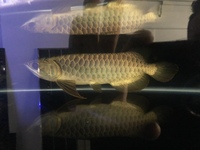 PLANET AROWANA FULL STCKLIST