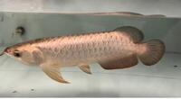 PLANET AROWANA FULL STCKLIST