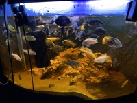 Malawi Cichlids group 120£