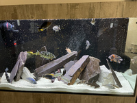 Mature african cichlids for sale