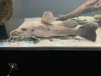 Selling 17” giraffe catfish