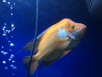 Cichlid fish