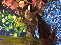 Convict Cichlids babies for sale