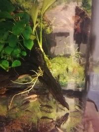 Brisltenose pleco