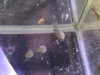 Endlers £5 a pair