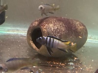 Juvenile Mbuna for sale - Pseudotropheus Elongatus Mpanga