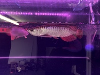 Super High Back Red Tail Golden Arowana Sale