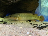 Zebrina Female Pike Cichlid