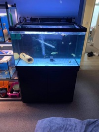 Fish tank set up