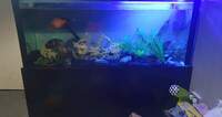 6ft x 2ft x 2.5ft 850ltr aquarium