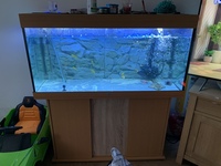 Jewel Rio 300 complete tank set up £350