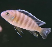 Adult mbuna for sale