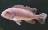 Adult mbuna for sale