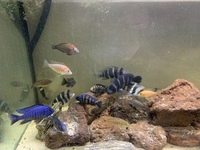 Zaire Mobo Frontosas, Tropheus, Sapphire Hap, Calvus Pearls and other high end Cichlids for Sale or Swap